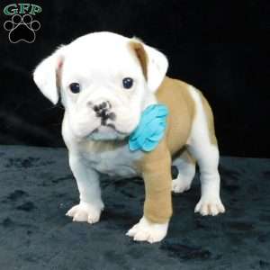 Bruno, Miniature Bulldog Puppy